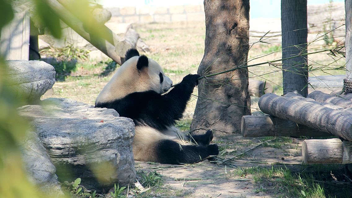 ShanghaiWildAnimalPark2